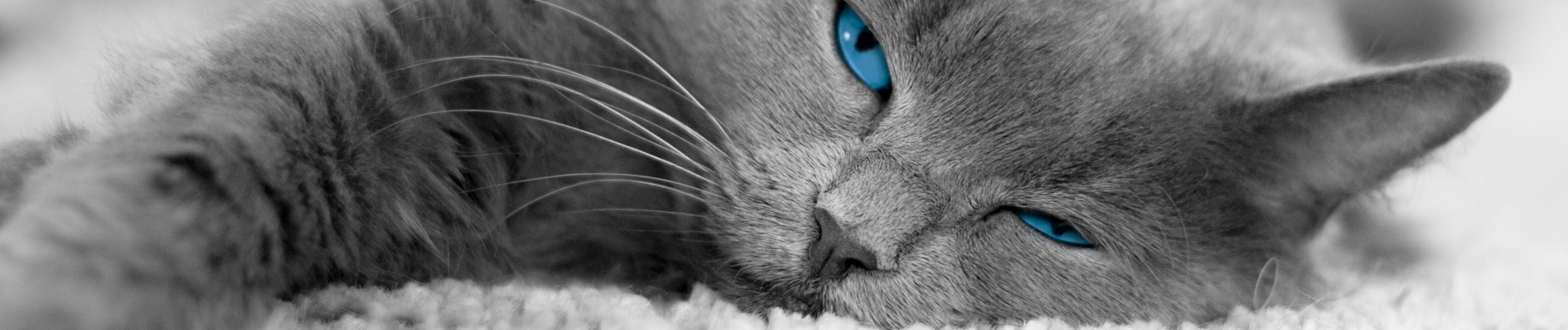 Sophisticat Banner - 01